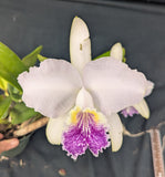 C. lueddemanniana coerulea 'Canaima's Full Moon' HCC/AOS x <br> C. lueddemaniana coerulea 'Mariauxi' (5"p)