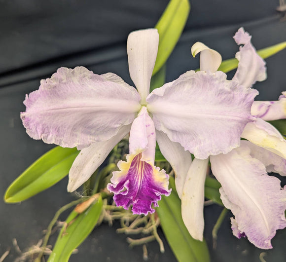 Cattleya lueddemanniana coerulea 'Graf's Splash' (6