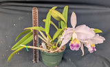 Cattleya lueddemanniana coerulea (5"p)