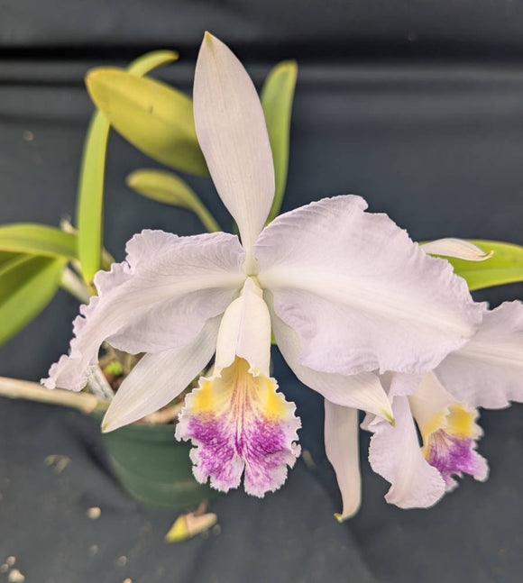 Cattleya lueddemanniana coerulea (5