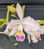 Cattleya lueddemanniana coerulea (5"p)