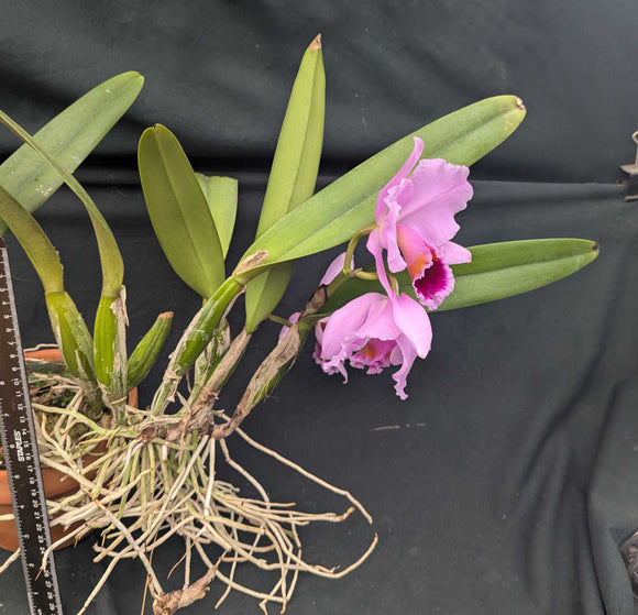 Cattleya percivaliana 'Teresa Antonia' AM/AOS (BR)