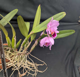 Cattleya percivaliana 'Teresa Antonia' AM/AOS (BR)