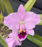 Cattleya percivaliana 'Teresa Antonia' AM/AOS (BR)