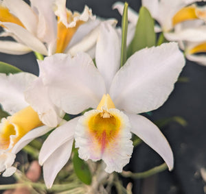 Cattleya percivaliana semialba 'Inge' AM/AOS Overgrown (5" pot)