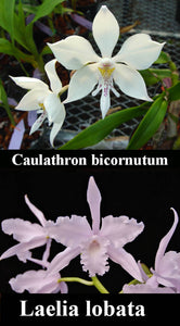 Caulocattleya Graf's Lucero (6"p)