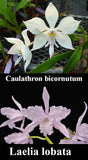 Caulocattleya Graf's Lucero (6"p)