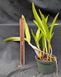 Caulocattleya Graf's Lucero (6"p)
