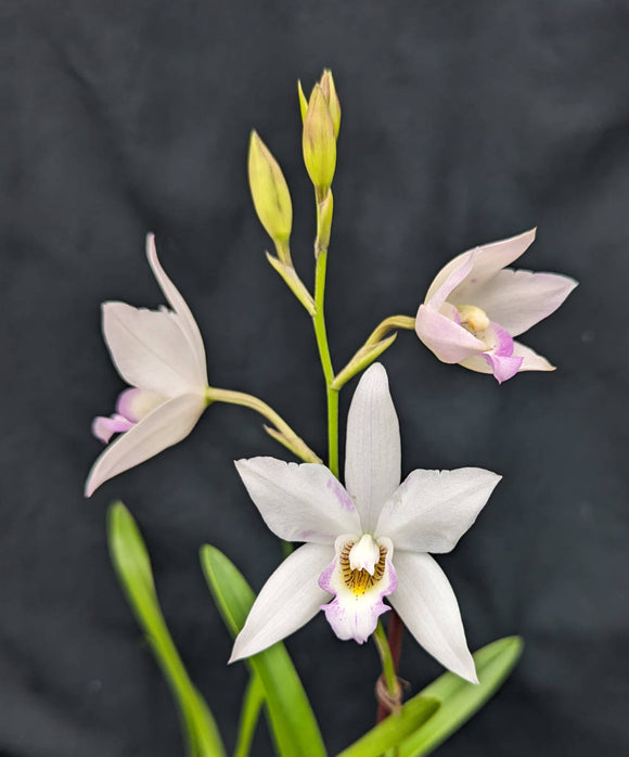 Caulolaelia Mizoguchi 'Princess Kiko' (4