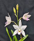Caulolaelia Mizoguchi 'Princess Kiko' (4"p)