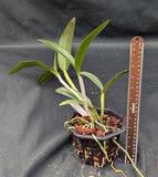 Cattleya bicolor var Mineira x Blc. Durigan) (6"b )
