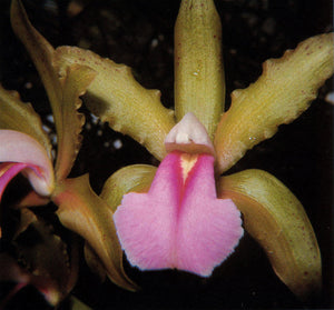 Cattleya bicolor 'Green' x sib (2"p)
