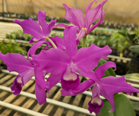 Cattleya bowringiana color (8