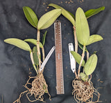 Cattleya granulosa (BR)