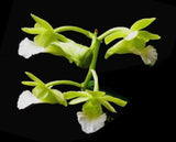Christensonia vietnamica  (3"b)