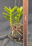 Christensonia vietnamica  (3"b)