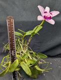 Cattleya intermedia (BR)