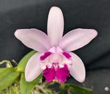 Cattleya intermedia (BR)