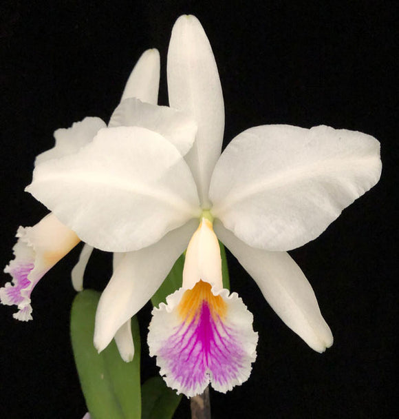 C. jenmanii semi alba 'Pauwela' x self  (2