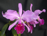 Cattleya jenmanii tipo  (4" p)