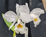 Cattleya jenmanii alba  (6" p)