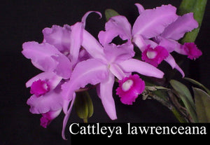 Cattleya lawrenceana color (2" pot)