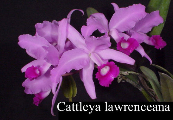 Cattleya lawrenceana color (2