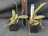Cattleya lawrenceana color (2" pot)