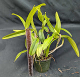 Ctty. Spring Fragrance 'Paradise' (6"p)