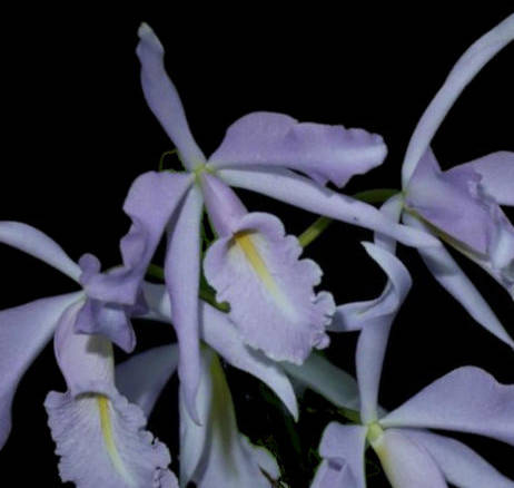 Cattleya maxima coerulea 'Hector' x self (2