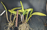 Cattleya maxima  (BR)