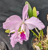 Cattleya mossiae (6" pot)