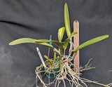Cattleya mossiae s/a 'Cozumel' (4" pot)