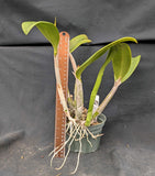 Lc. Arleigh Ball (5"p) <br>(Lc. Coastal Splendor x Schom. undulata)