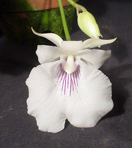 Cochleanthes amazonica (2.5"p)