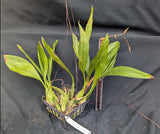 Coelogyne South Carolina (6"b)<br> Coelogyne [Burfordiense x pandurata]