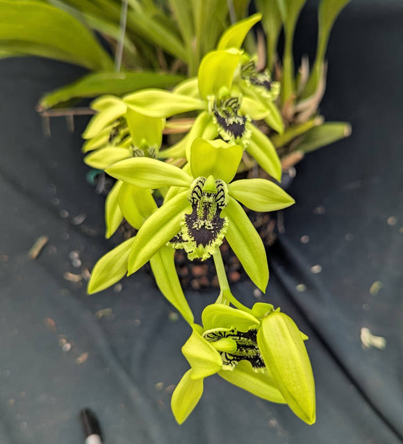 Coelogyne South Carolina (10