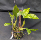 Coelogyne rochussenii (6"b)
