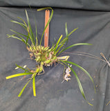 Coelogyne viscosa (3"b)