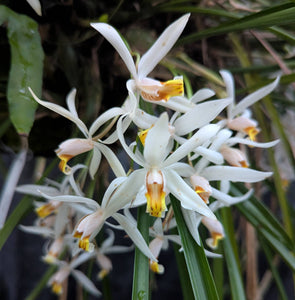 Coelogyne viscosa, Very Large Plant