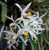 Coelogyne viscosa, Very Large Plant