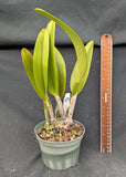 Cattleya alliance hybrid 'Coleccion 12' (5"p)
