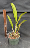 Cattleya alliance hybrid 'Coleccion 12' (5"p)