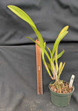 Cattleya alliance hybrid 'Coleccion 14' (5"p)