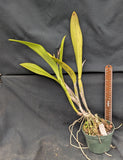 Cattleya alliance hybrid 'Coleccion 14' (5"p)