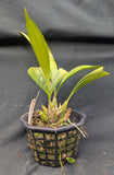 Coryanthes macrantha x self (6"b)