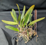 Cattleya percivaliana semialba 'Inge' AM/AOS Overgrown (5" pot)