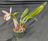 Cattleya percivaliana coerulea 'Tina's Luck' (4"p)