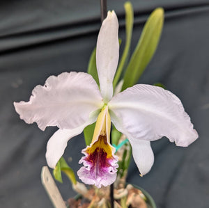 Cattleya percivaliana coerulea 'Tina's Luck' (4"p)