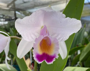 Cattleya quadricolor color (6"p)